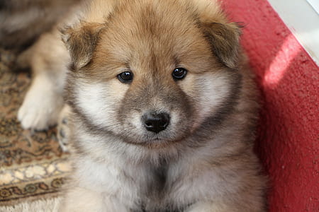 closeup photo of tan puppy thumbnail