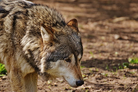 wolf standing on brown soil thumbnail