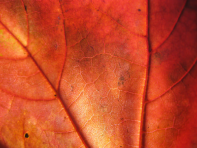 close-up photography of red leaf thumbnail