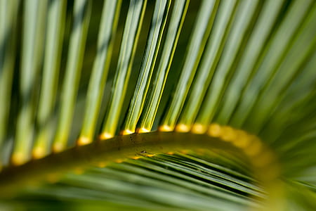 selective focus photo of leaves thumbnail