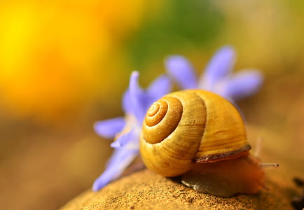 brown snail on rock during daytime thumbnail