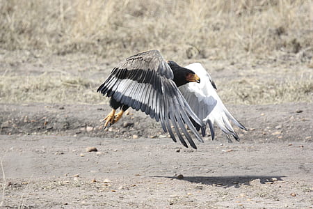 time lapse photography of bird in flight thumbnail