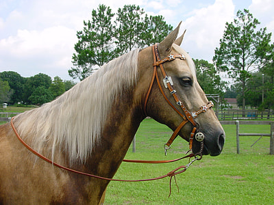 white and brown horse on grass field thumbnail