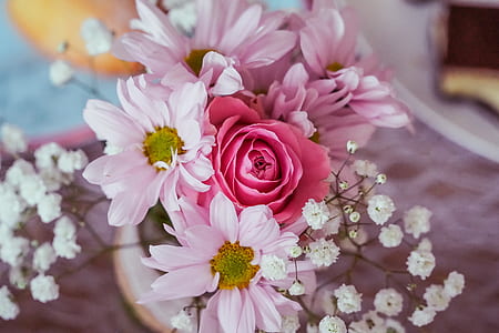 pink petaled flower thumbnail
