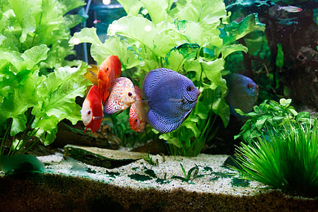 group of discus fish thumbnail