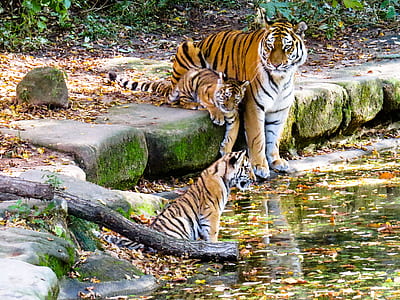 shallow focus photography of tiger and two cubs surrounded of green plants during daytime thumbnail