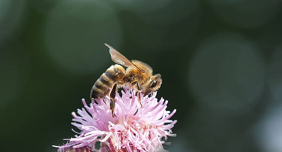 honeybee pollinating on pink petaled flower thumbnail