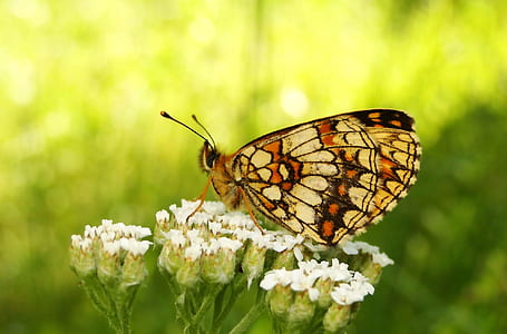 selective focus photography of brown butterfly on white petaled flower thumbnail
