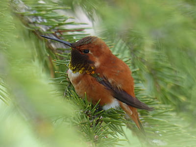brown long-beaked bird on top of tree branch thumbnail