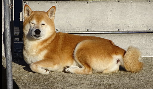 adult red Shiba Inu sitting on ground thumbnail