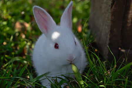 white rabbit thumbnail