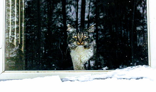 Cute Cat thumbnail