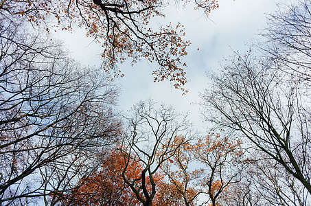 Tree tops in the park thumbnail