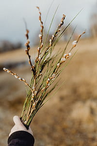 Fresh spring catkin branches thumbnail