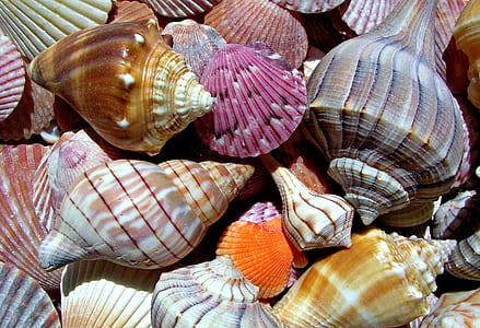 pile of assorted seashells thumbnail