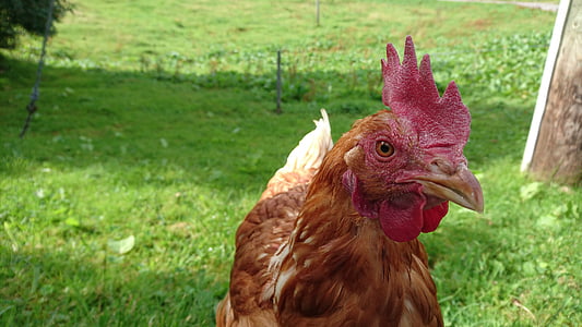 closeup photo of brown rooster on grass field thumbnail