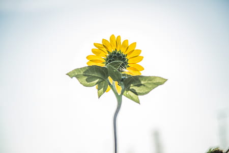 selective focus photography of sunflower thumbnail