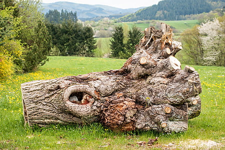 brown tree log ahead thumbnail