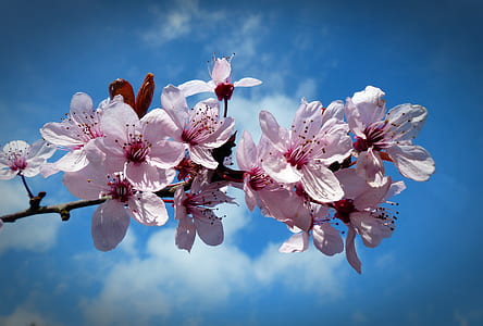 pink petaled flowers thumbnail