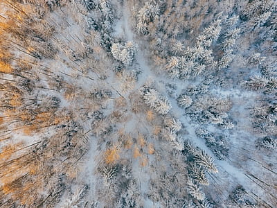 cold, snow, forest, pattern thumbnail