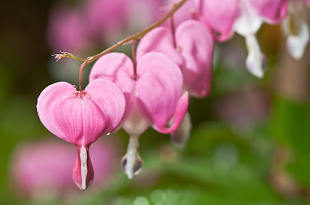 pink flower photography thumbnail