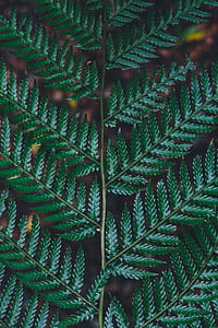 green fern close-up photo thumbnail