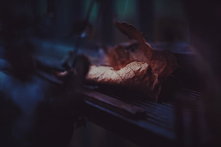 brown, whether, leaf, fall, autumn, wood thumbnail