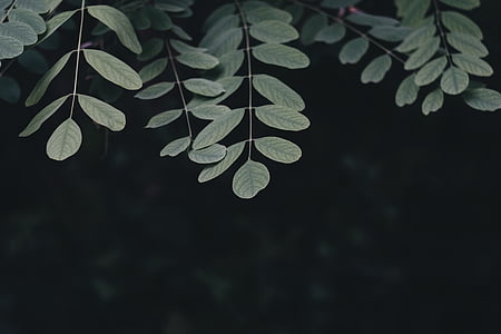 macro photography of green leafed plant thumbnail