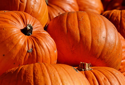 orange pumpkins thumbnail