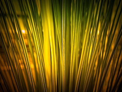 Elephant Grass, Grass thumbnail