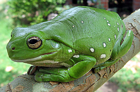 green frog in tree branch thumbnail