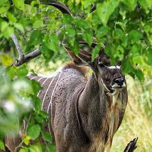 brown and white deer thumbnail