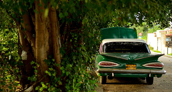 classic green and white vehicle parked beside tree thumbnail