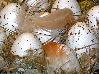 feathers on eggs thumbnail