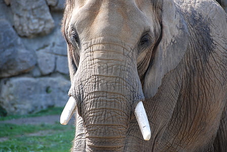 closeup photo of gray elephant thumbnail