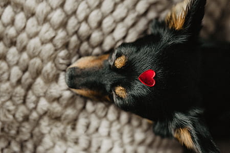A dog with heart on head thumbnail