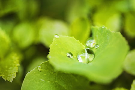 nature, water, plant, leaves thumbnail