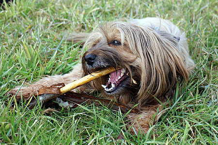 long-coated brown dog biting sticks on grass field thumbnail