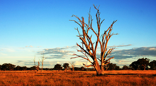 brown bare tree during golden hour thumbnail