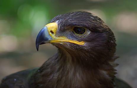 black bird thumbnail
