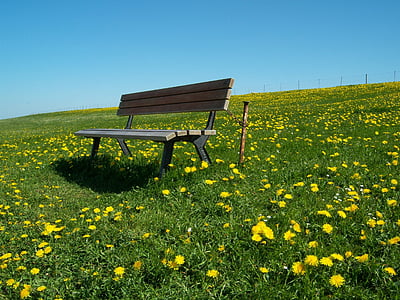 wooden bench on field of yellow flowers under calm blue sky thumbnail