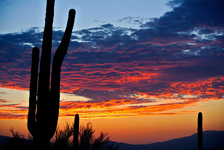 silhouette photo of cactus under orange and blue skies thumbnail
