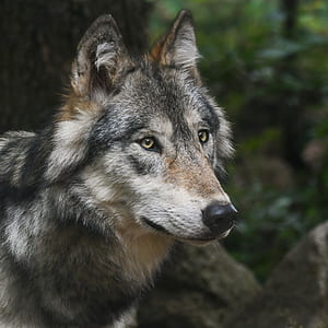 focus photography of grey wolf thumbnail