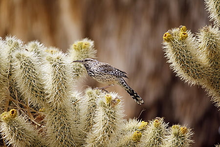bird on cactus thumbnail