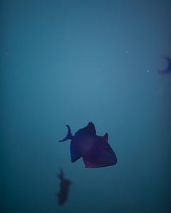 purple fish thumbnail