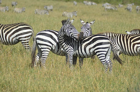 herd of Zebra during daytime thumbnail