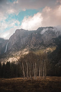 leafless trees near mountain thumbnail