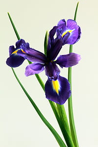 purple iris flower thumbnail