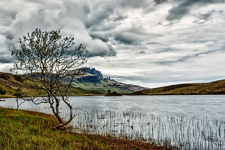 calm body of water near tree and green grass field thumbnail