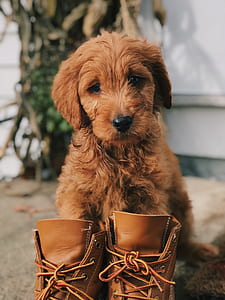 dark golden retriever puppy behind brown leather boots thumbnail